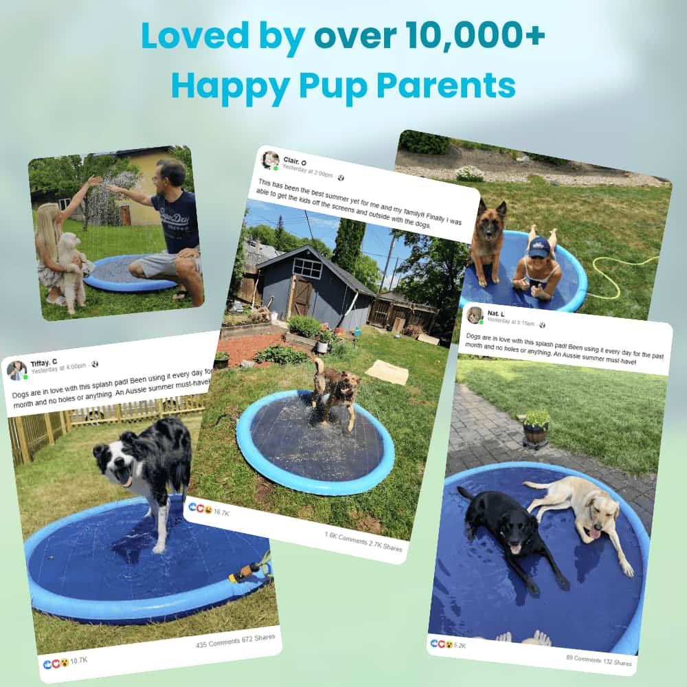 Dog Splash Pad