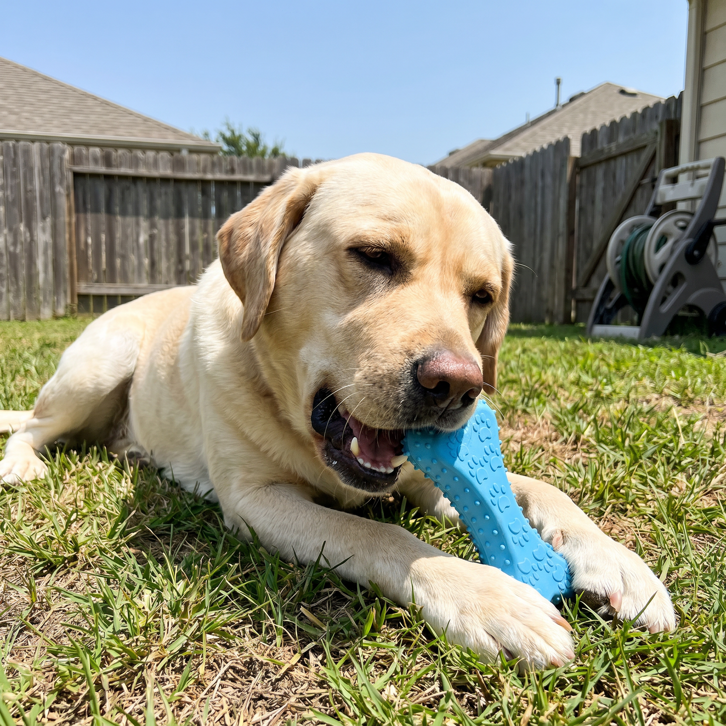 PupChew™ Dental Bone
