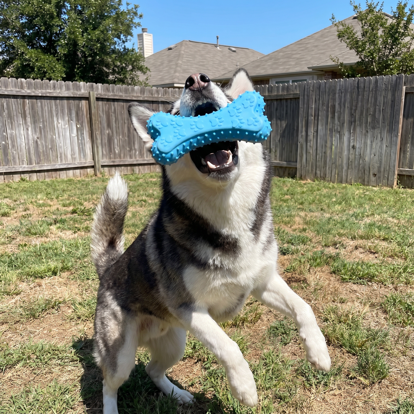 PupChew™ Dental Bone